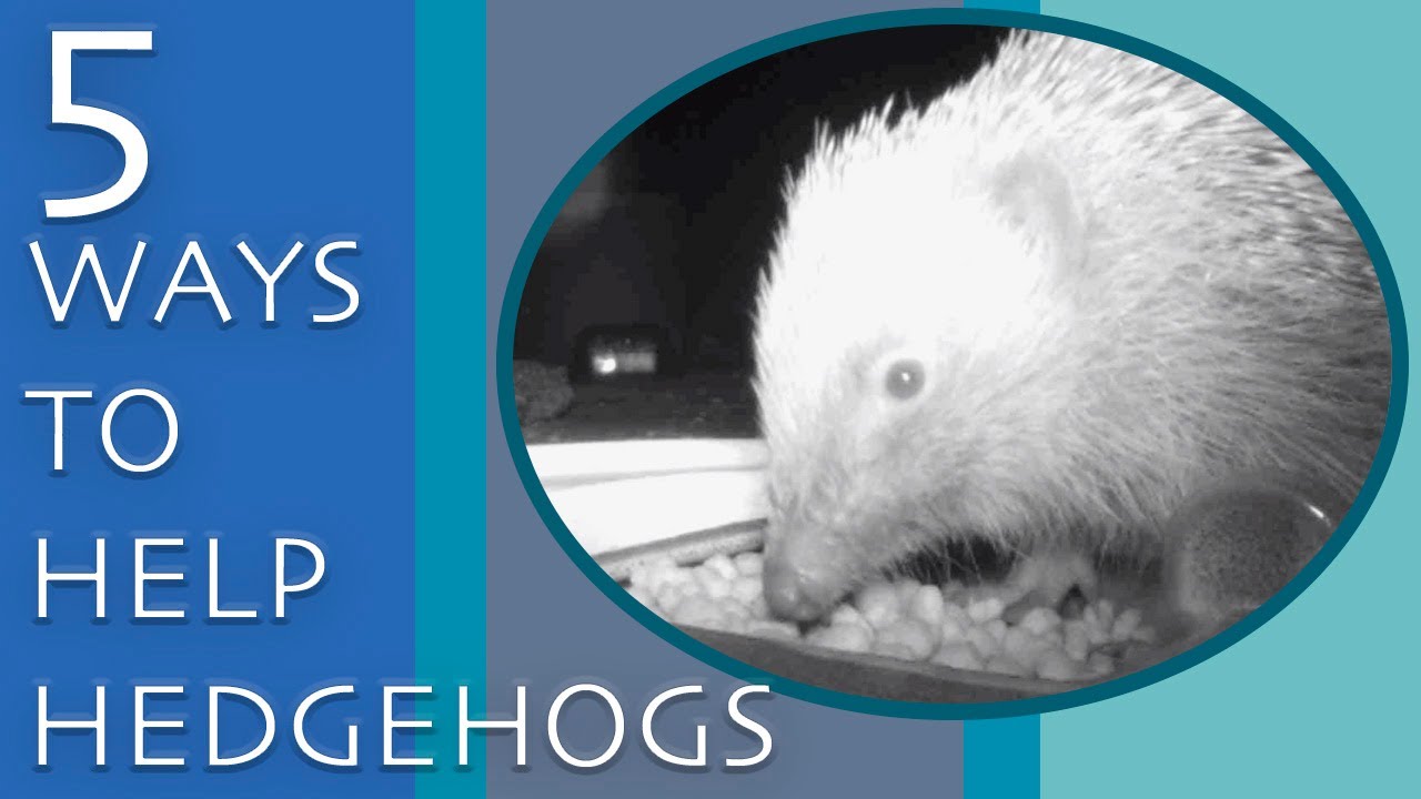 5 WAYS TO HELP HEDGEHOGS