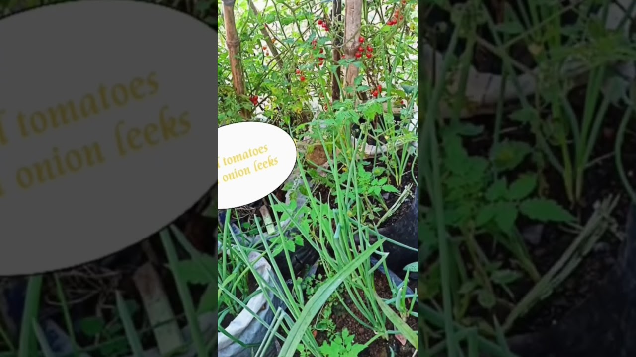 wild tomatoes, sa backyard. the best😋 