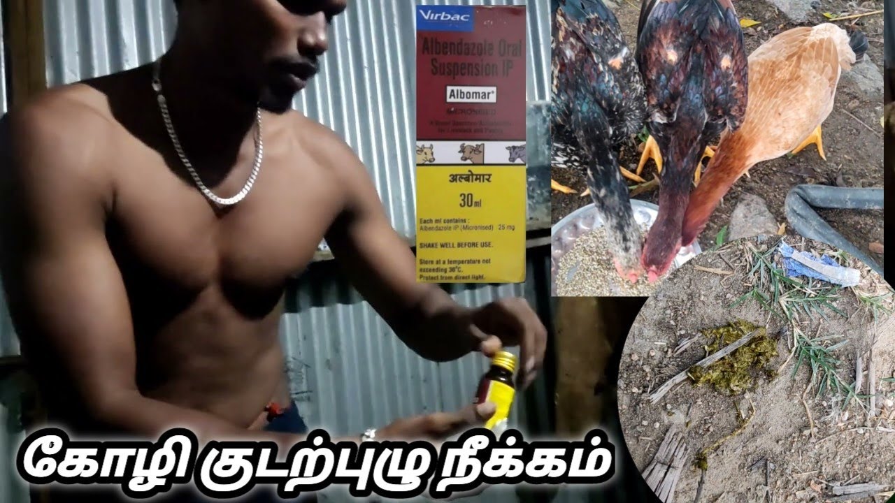 கோழி குடற்புழு நீக்கம் || albomar in tamil @mksevalkalai1095 @amkfarming9353