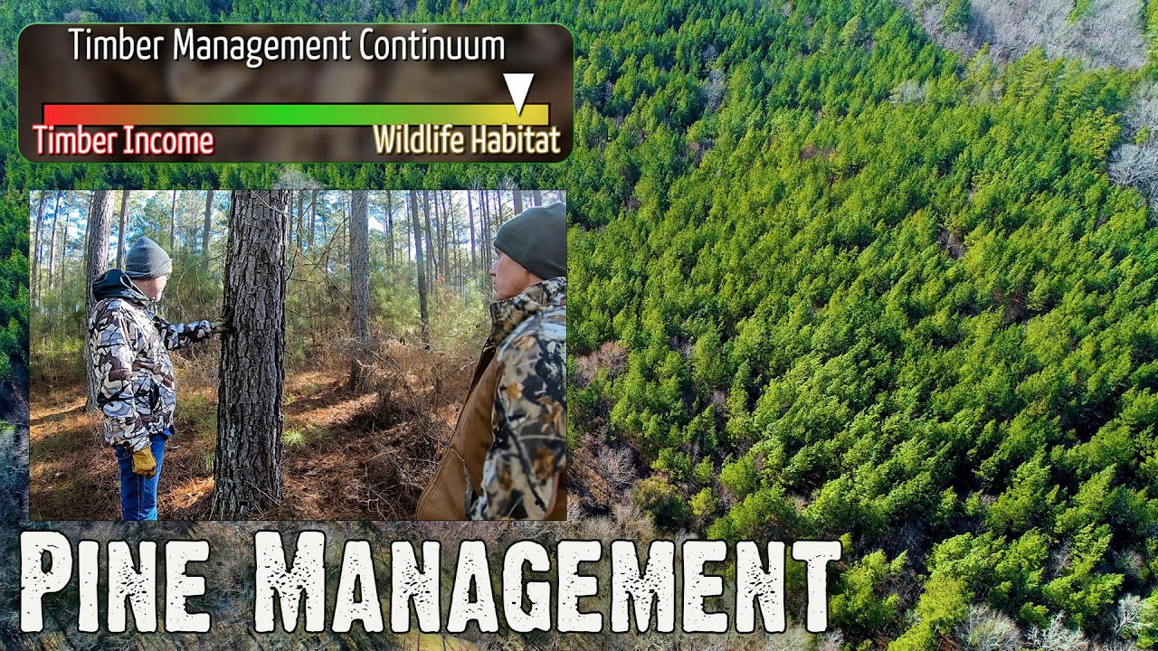How to Manage Pine Stands for Quality Wildlife Habitat