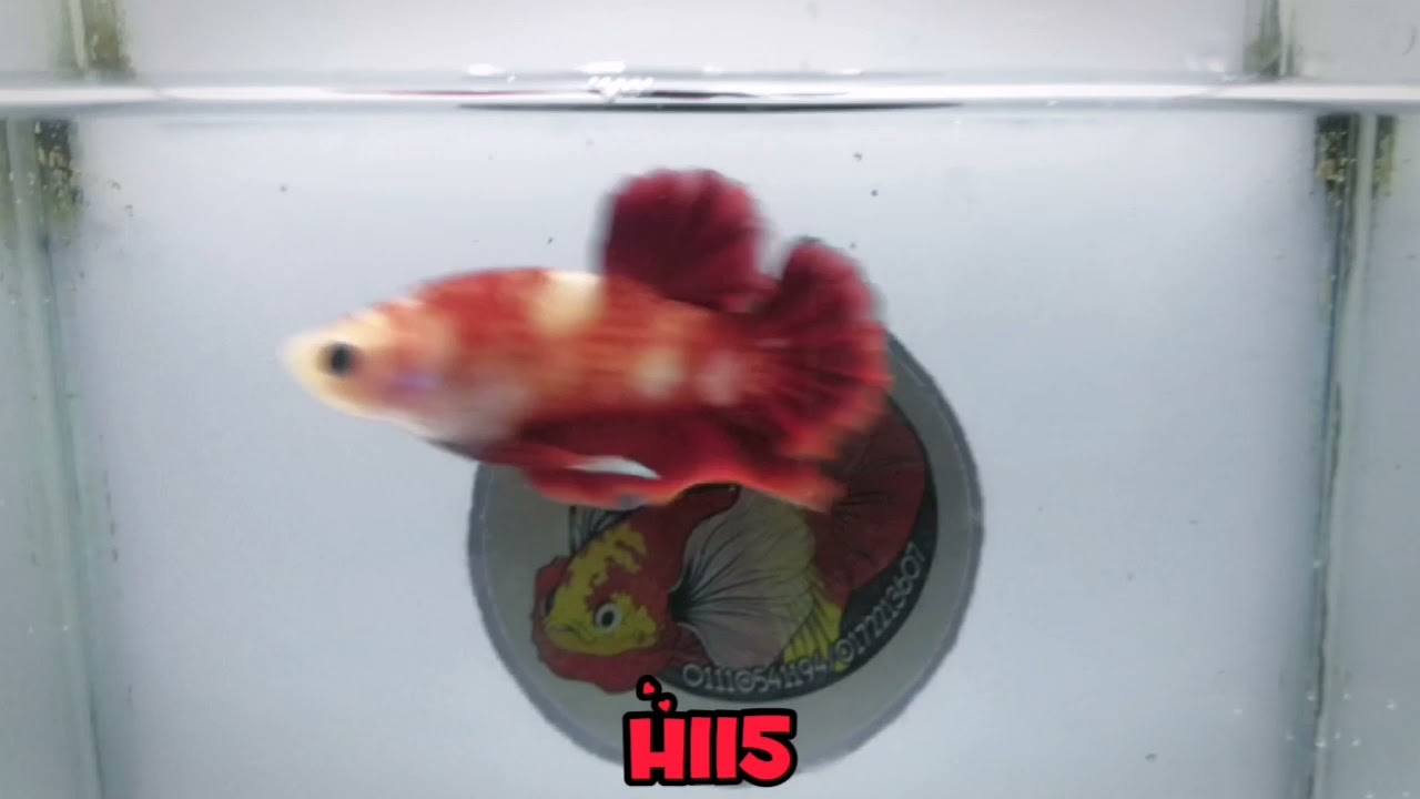 Betta fish Line Koi #shorts
