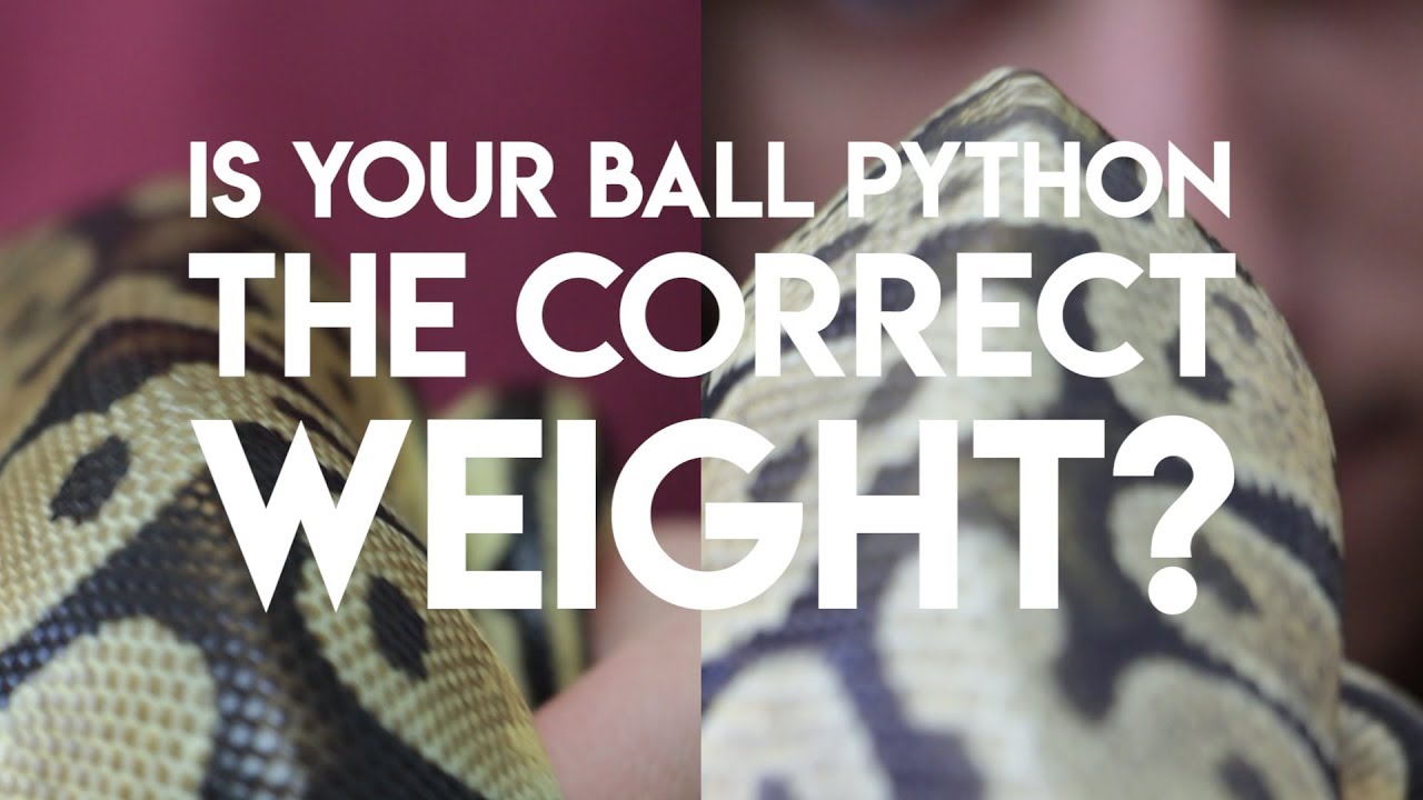 How to Tell if Your Ball Python is Underweight