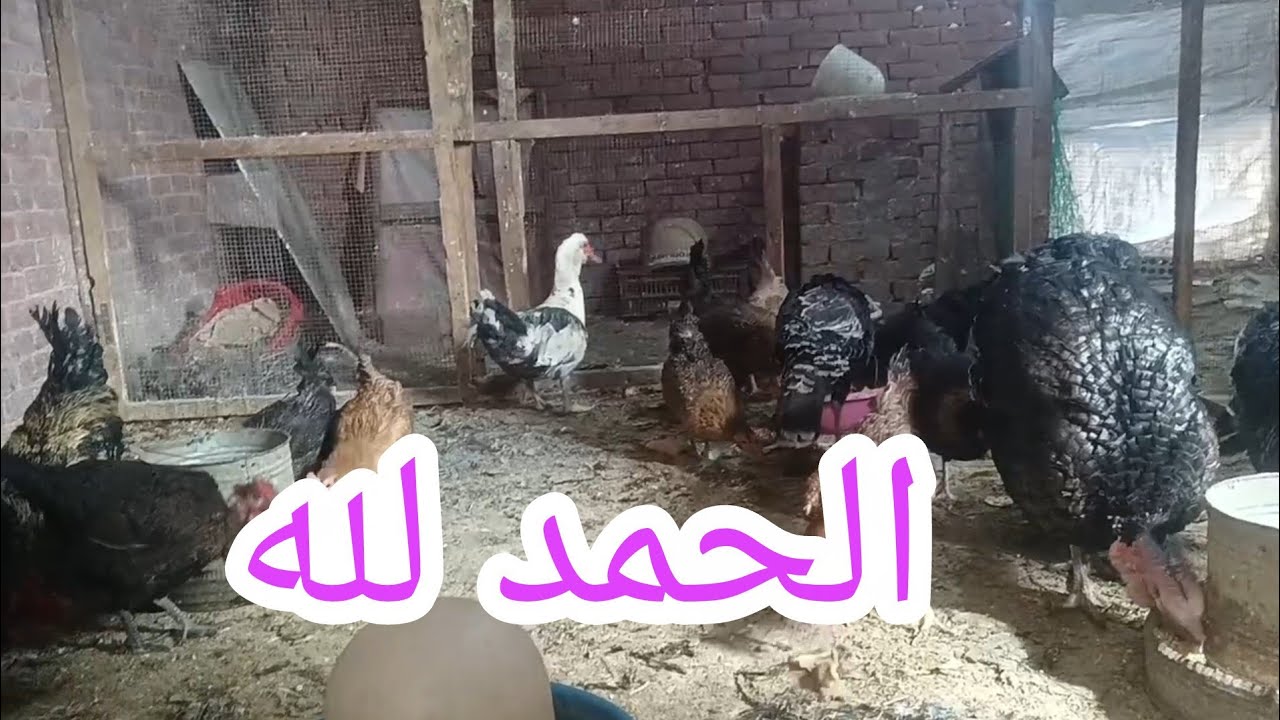 تعالوا نعقلها ونتوكل 🪺⁉️ شوفوا وقولولي رأيكوا ⁉️ حيروني ودوخوني بس بحبهم😊🙃