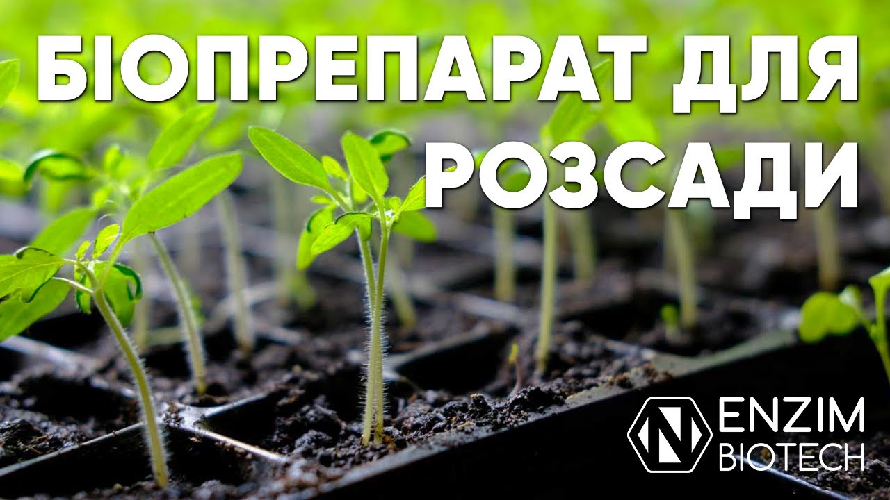 Защита от болезней и стимуляция роста рассады. Фитодоктор СТАРТ биопрепарат для семян и рассады.