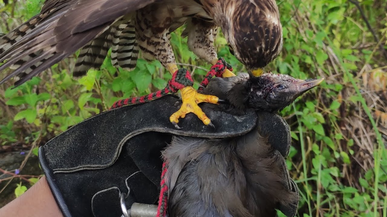Creasted Goshawk 