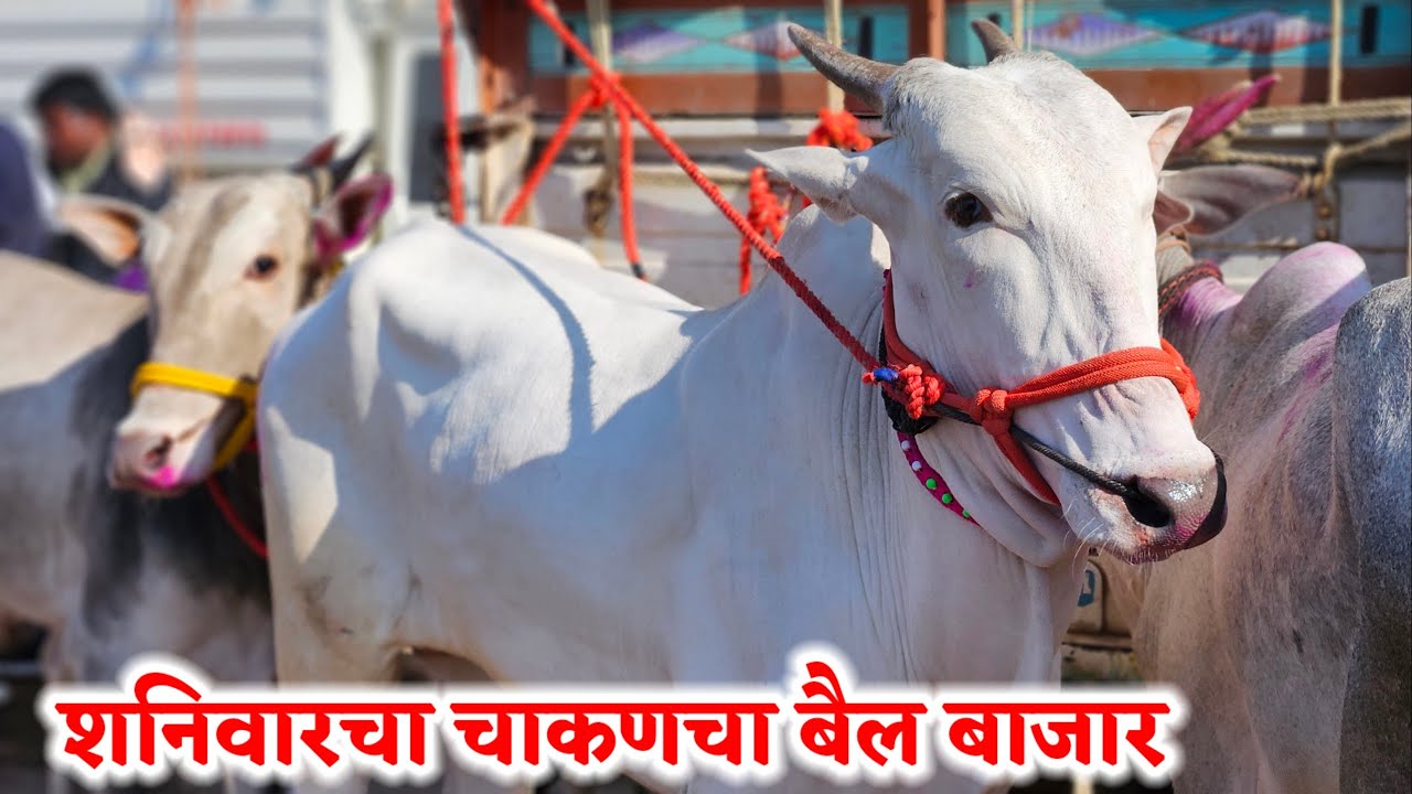 शनिवारचा चाकणचा बैल बाजार,,दि-‌28/02/2026…Chakan Bail Bajar..Bail Bazar chakan..#Chakan