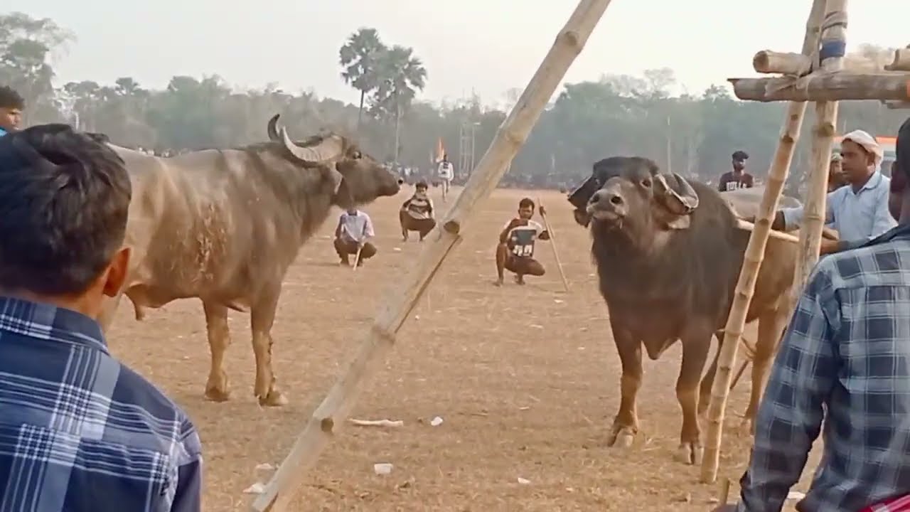 Dusar ropok chunku pawriya amghachi vs sanjla murmu moyrabaro masiya at telopara 