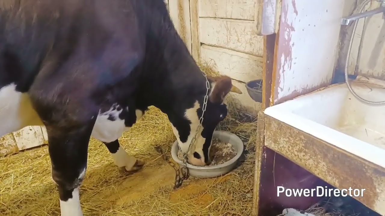 Продали корову 🐮Живём на расслабоне 😉