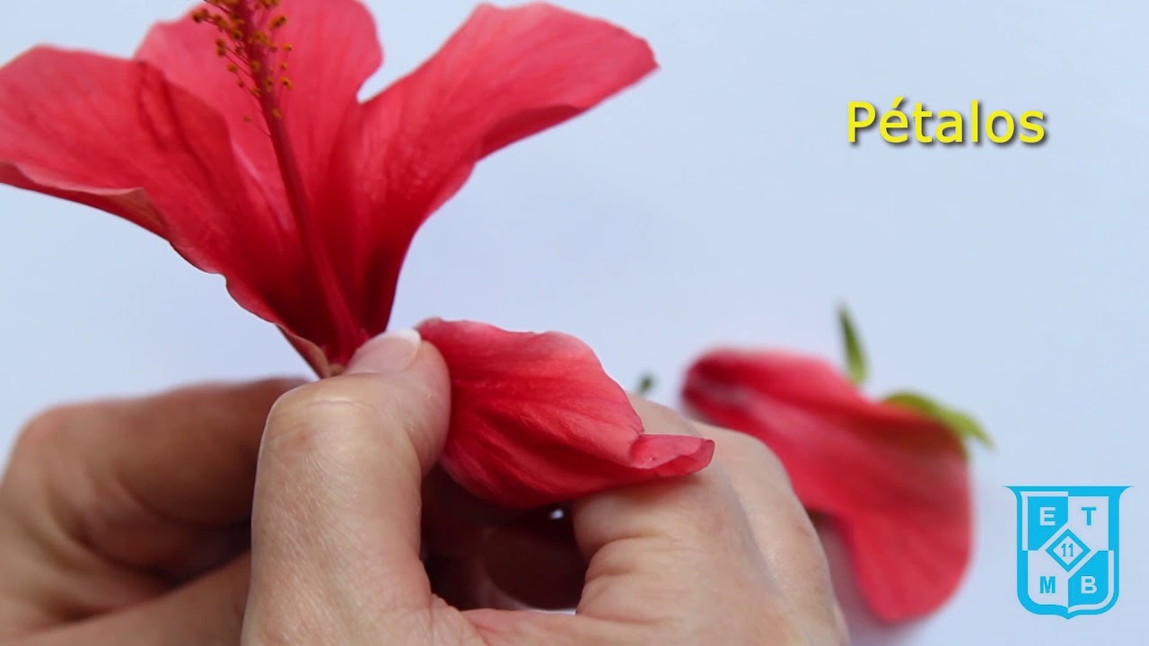 Diseccion de la flor
