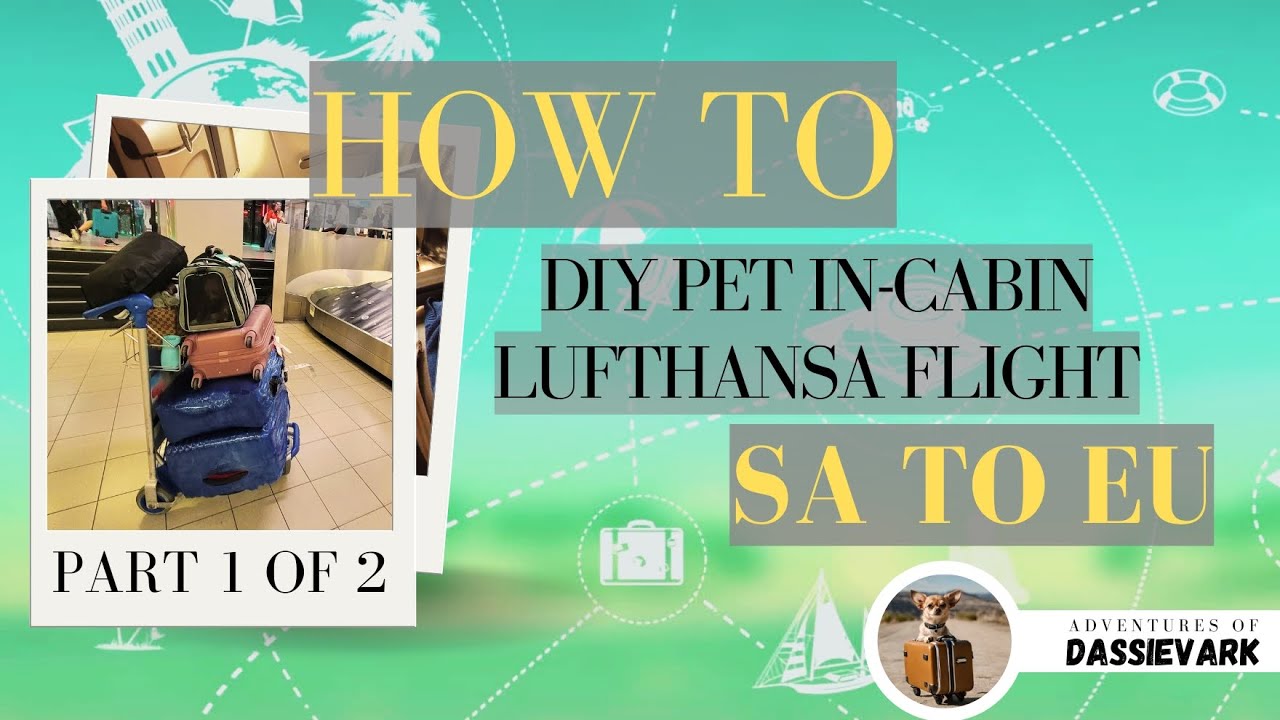 S1 E 3 – Part 1: How to fly with your small pet in cabin with Lufthansa, SA to EU #howto #pettravel