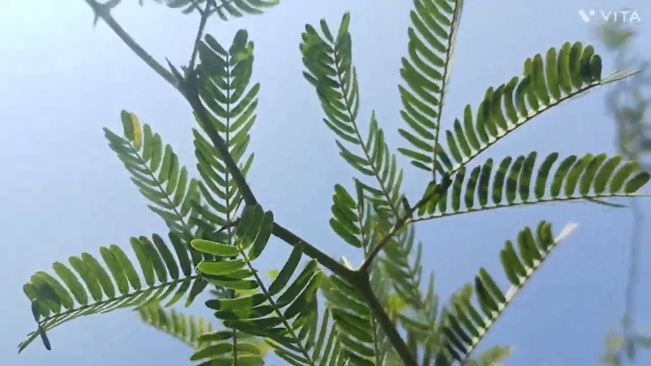 ​Nature Vlog: Sukoon Bhara Din