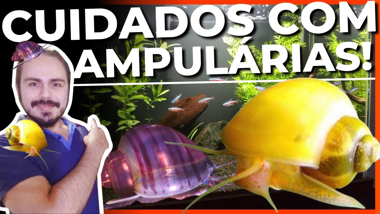 🔴CUIDADOS COM AMPULÁRIAS! MANTENHA-AS SAUDÁVEIS COM ESSAS DICAS |Mr. Betta|