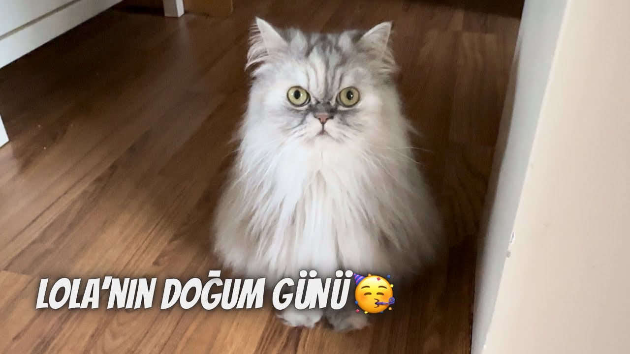 Lola doğum gününde neler yaptı⁉️ Kedimin 1 günü Vlog 🐾