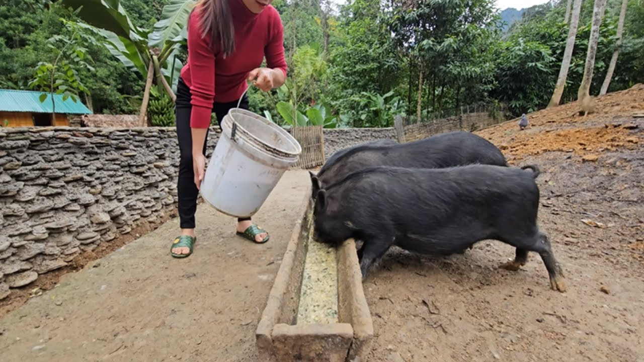 Daily Farm Routine: Cooking Pig Feed and Taking Care of Pets Naturally