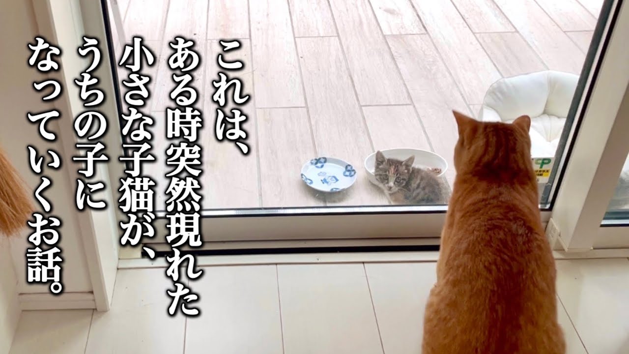 【ライブ配信中に子猫を保護しました】心優しい茶トラ先住猫との運命の出逢い〜4ヶ月前の衝撃秘話から現在までの記録。