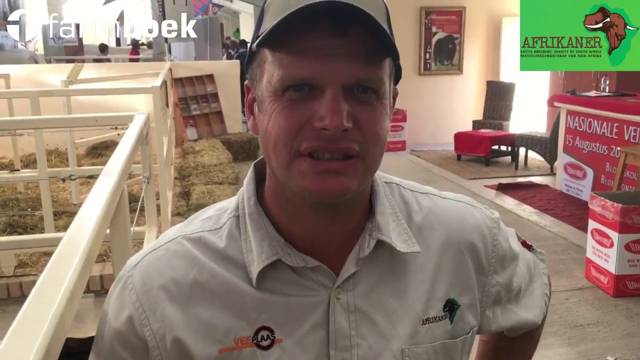 Afrikaner Cattle at Nampo 2019