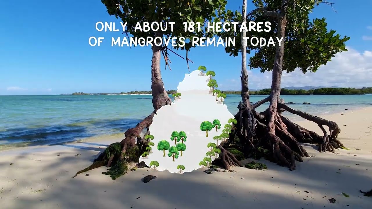 Discover the mangrove in Mauritius, a biodiversity hotspot to preserve!