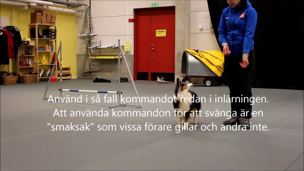 Inspiration: Svängträning agility (en åtta)