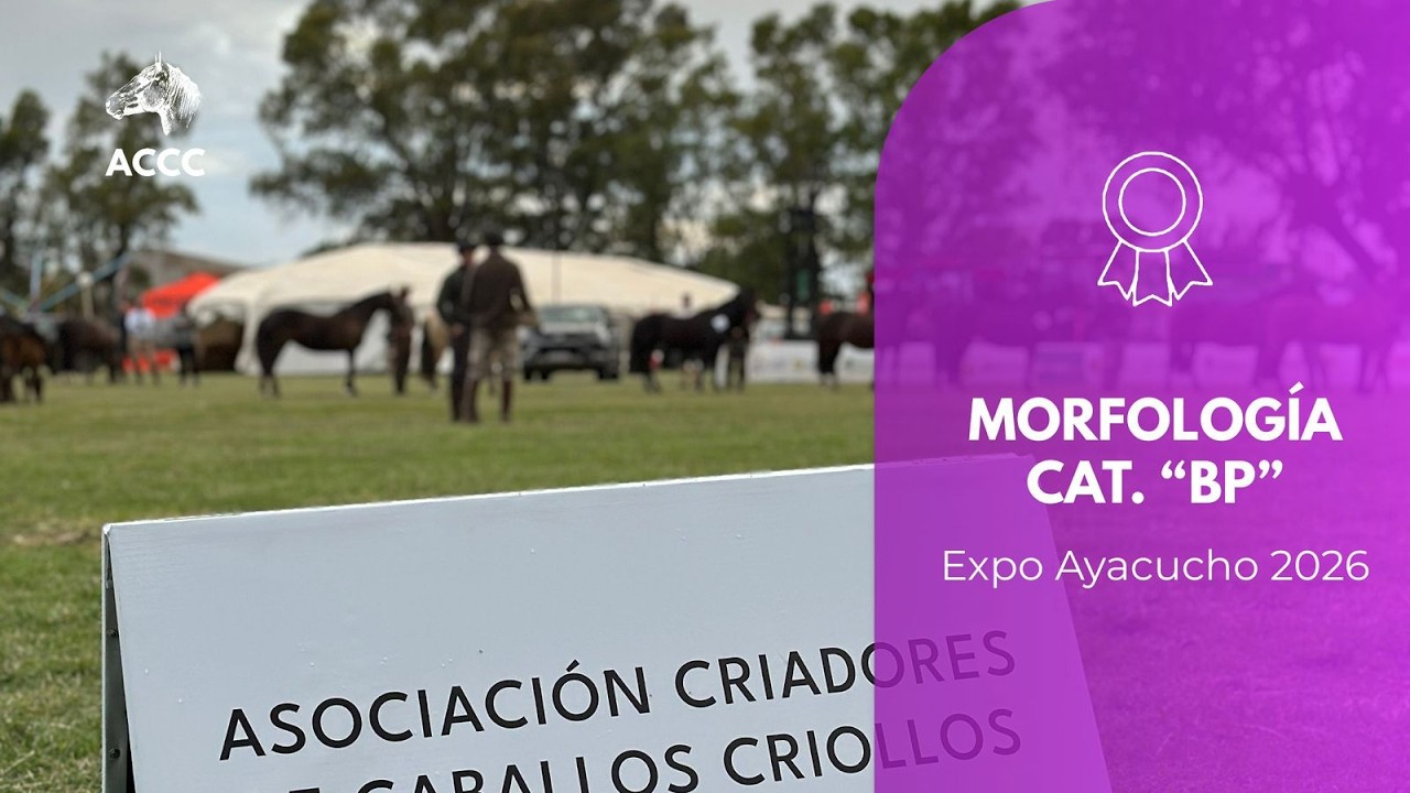 CAMPEONATOS Y GRANDES CAMPEONATOS -  MORFOLOGÍA 