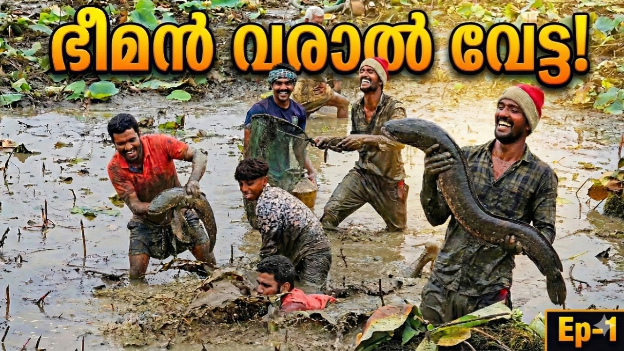 താമരക്കുഴിയിലെ ഭീമൻ വരാൽ വേട്ട! 😱 | Mud Fishing