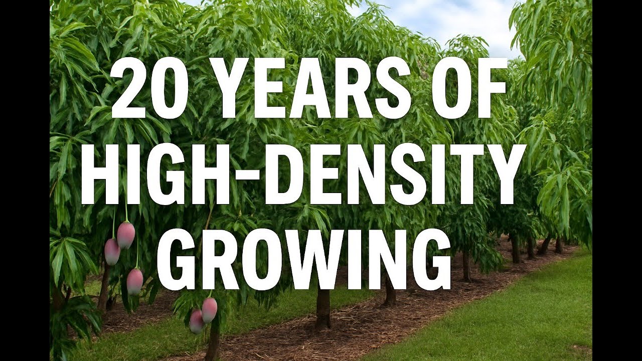 Mango Trees 8 Feet Apart?! 20 Years of Results