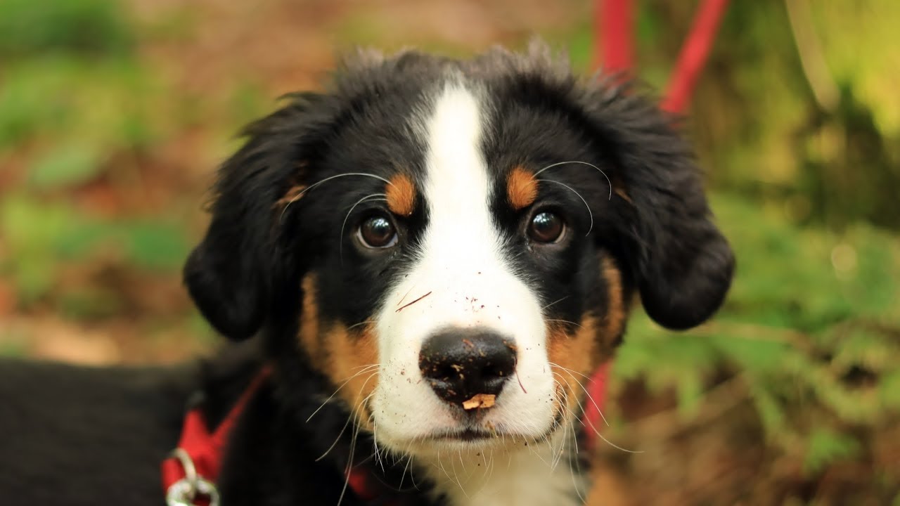 OUTDOOR mit HUND 🐕 Erste Erfahrungen | Wandern Trekking Bushcraft Survival Camping  - Alvo Hilbeck