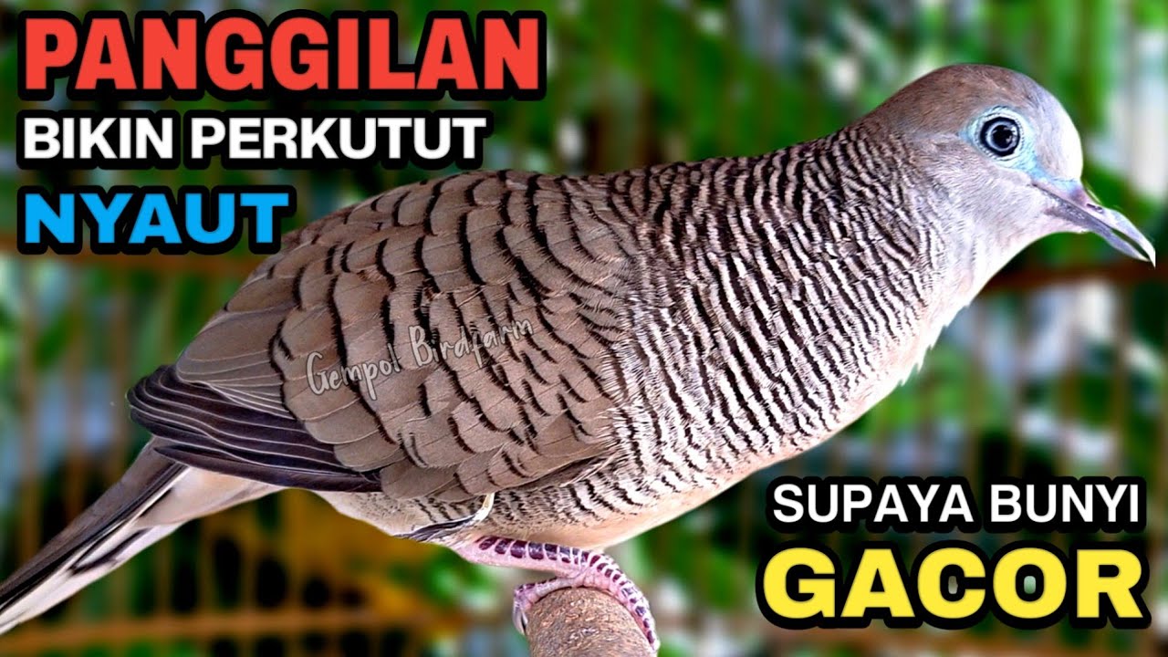 Perkutut Lokal Gacor Suara Besar Pancingan Burung Perkutut Agar Cepat Bunyi.
