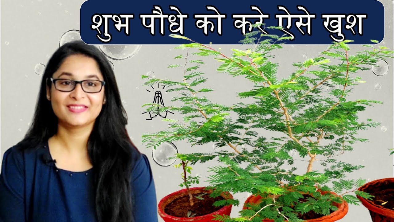 Tips to grow Shami Plant / Shami plant complete care शमी का पौधा कैसे लगाएं / #shamiplant #gardening