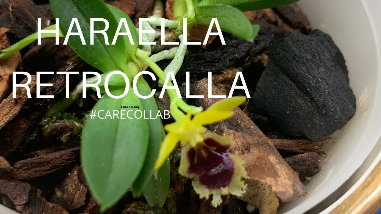 HARAELLA RETROCALLA ORCHID CARE #carecollab My care for this timy orchid