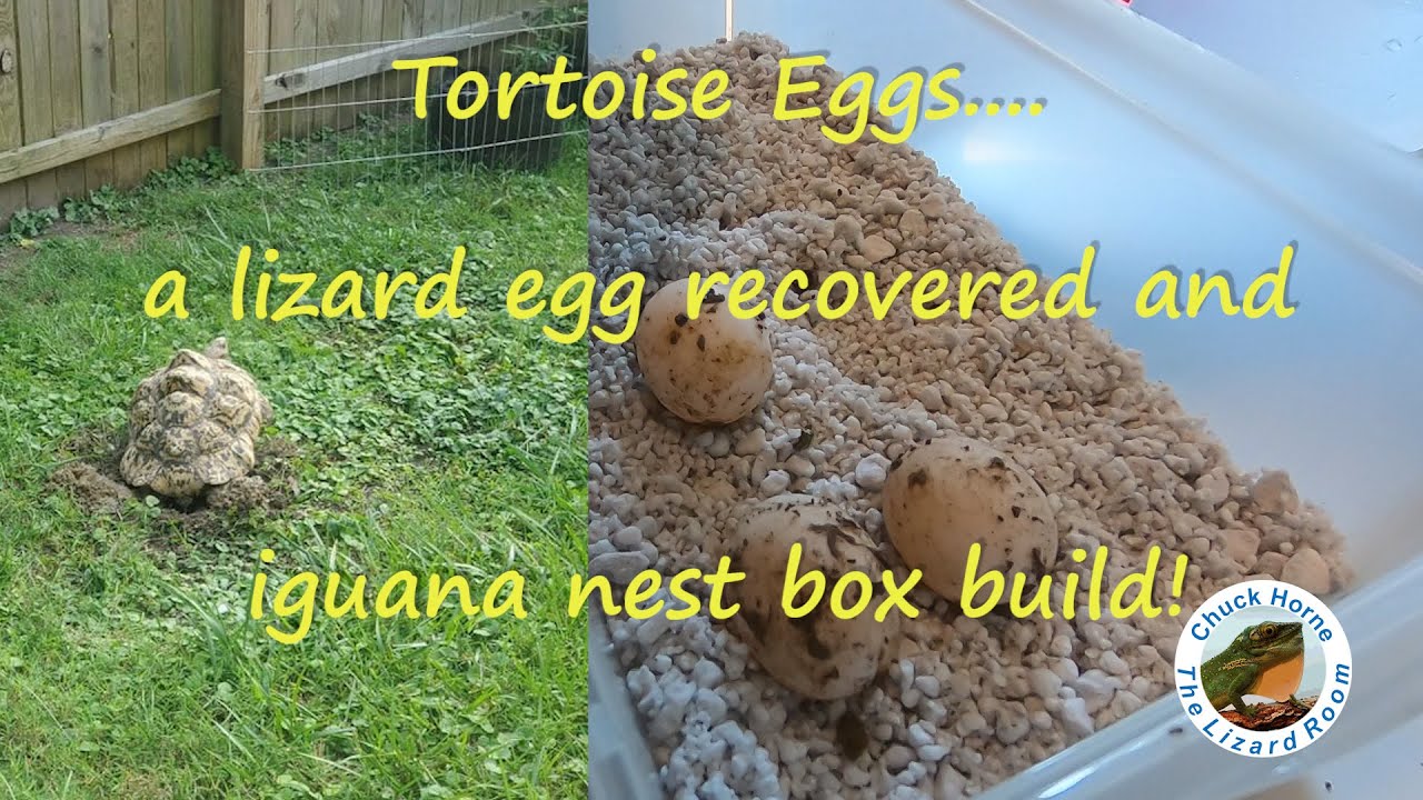 Cracked tortoise egg repair attempt and much more!
