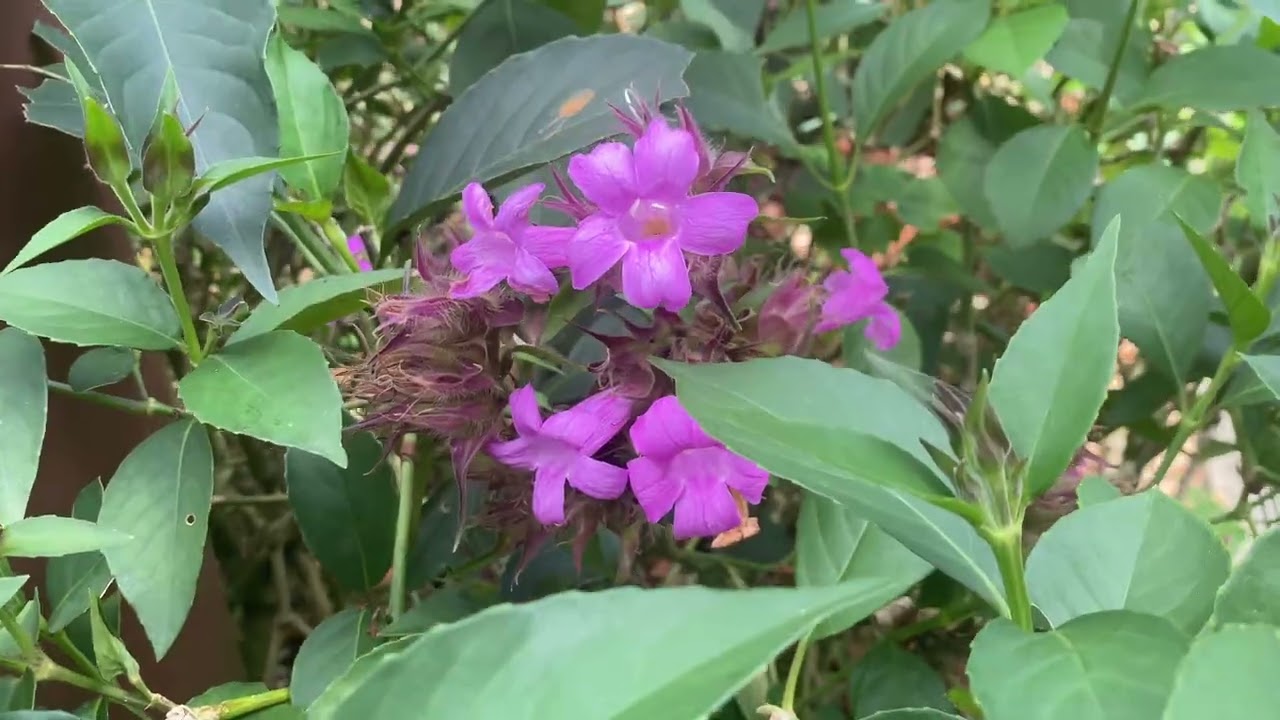 Botanic Gardens, Singapore 