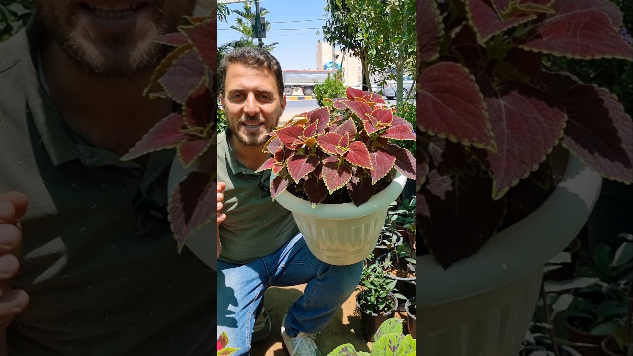 احترف زراعة السجاد والعناية به! #مختصر_الزراعة #زراعة