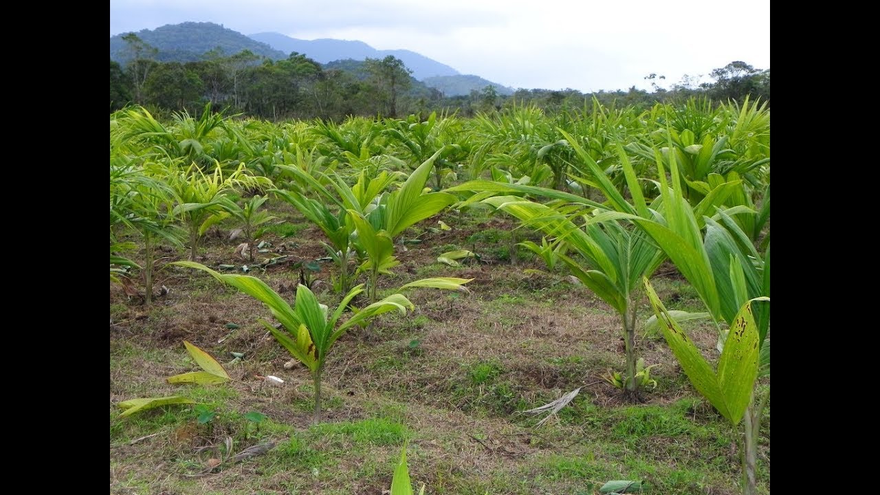 Cultivo da Pupunha