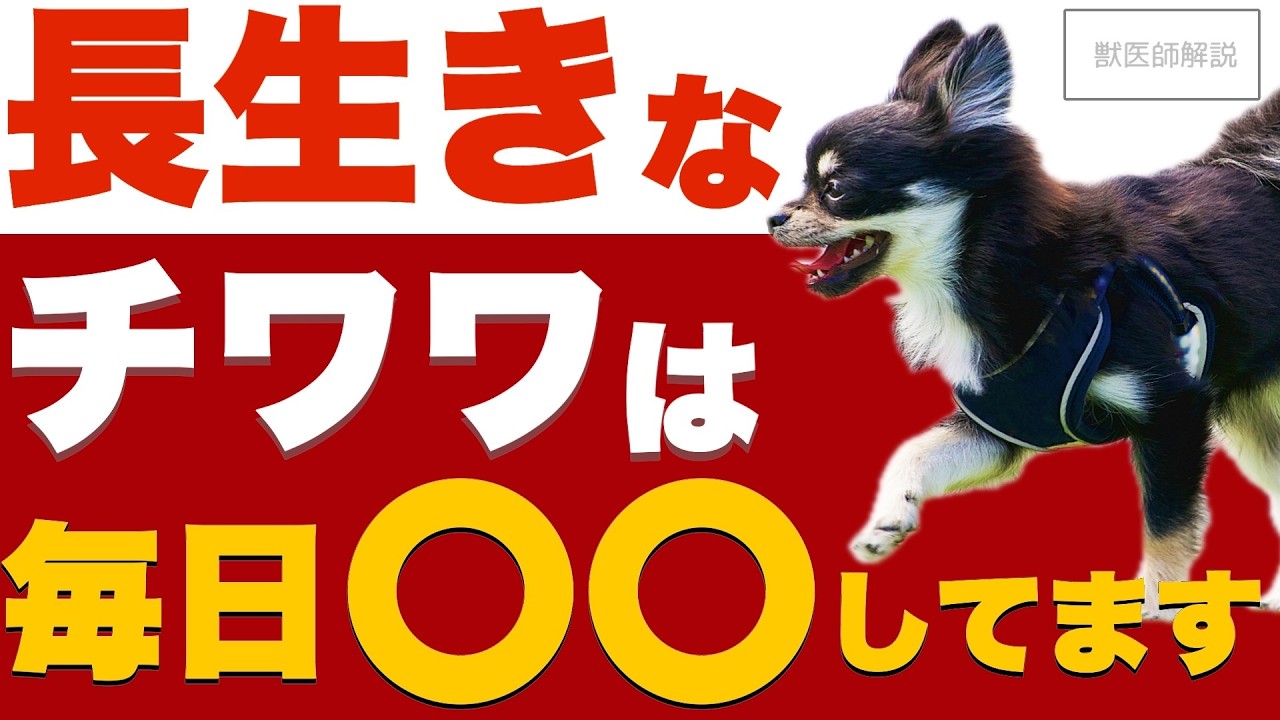 【寿命】平均より長生きするチワワの秘密を獣医師が解説します