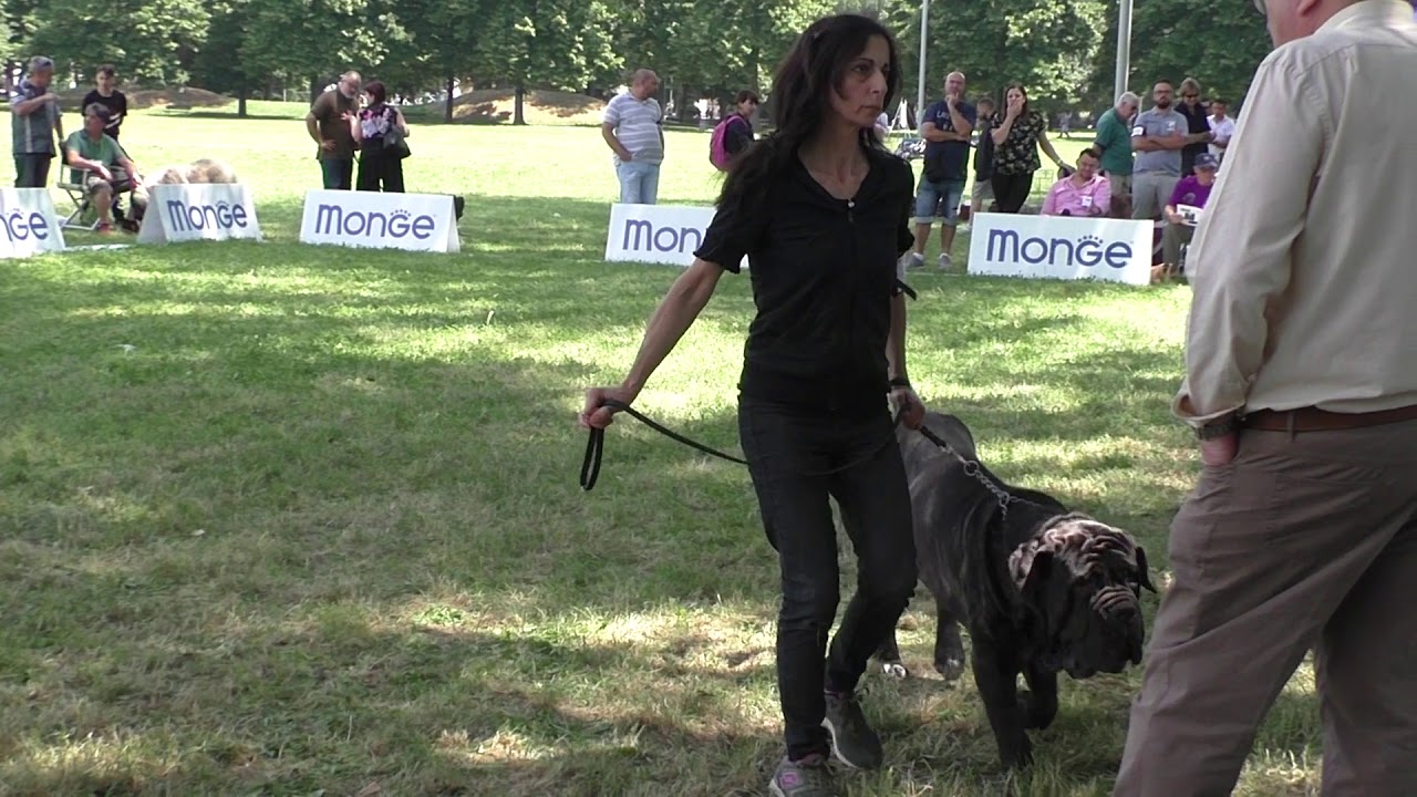 Mastino Napoletano XXV Trofeo Mario Querci Females Intermediate