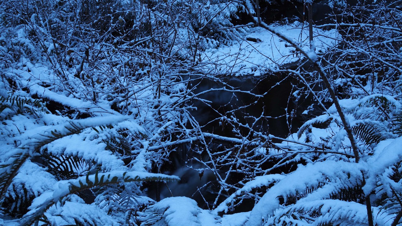 VIDEOS　2021 12 25　SNOW AT BEAVER LAKE　ビーバーレイクの雪景色