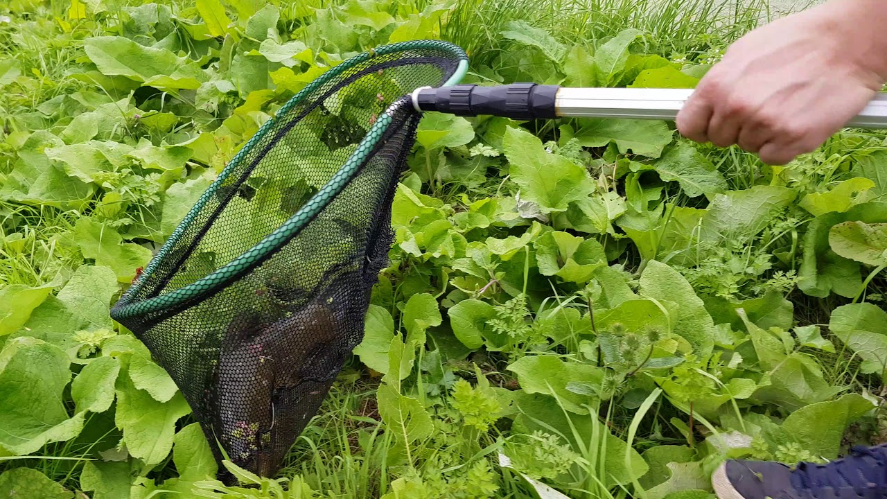 5lb Tench in Keadby Canal