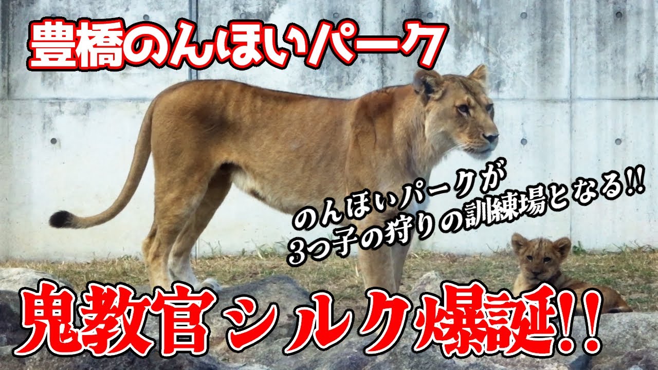 「3つ子たち、狩りの練習頑張るのよ!!」母ライオンのシルクは教育ママ。3つ子と母の狩りの訓練。厳しいけれど、愛ある母ライオン。早期のベガちゃんのケガの回復を願って【豊橋のんほいパーク不定期巡回】