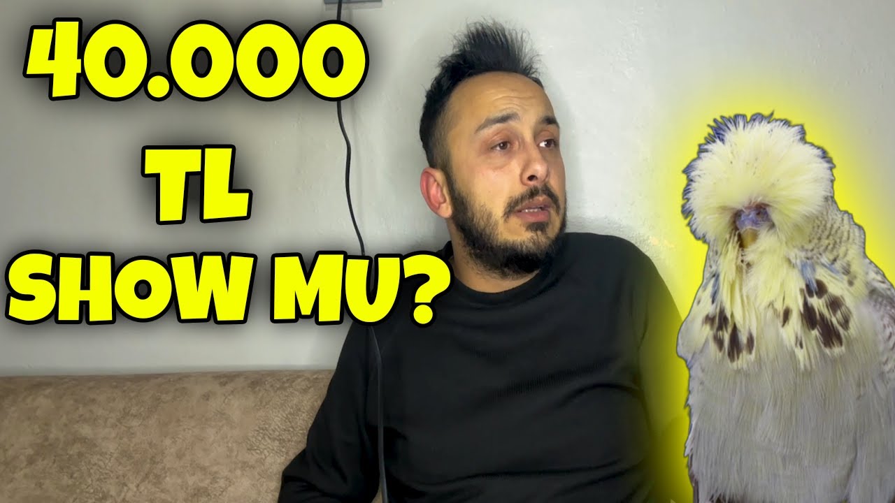 HAYIRDIR KUŞ ALTIN MI YUMURTLUYOR ? PİYASANIN ABİLERİNE #muhabbetkuşu