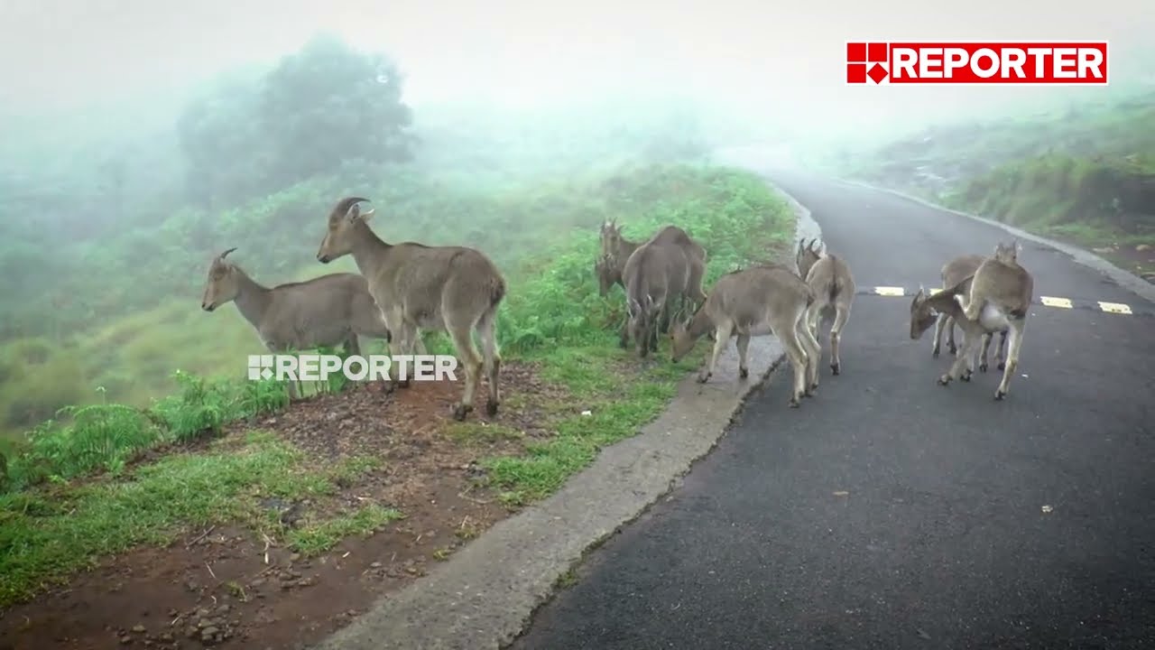 ചന്നം പിന്നം പെയ്യുന്ന ചാറ്റല്‍മഴ, തണുപ്പിനെ വകവെക്കാതെ മേയുന്ന വരയാടുകൾ... | Eravikulam