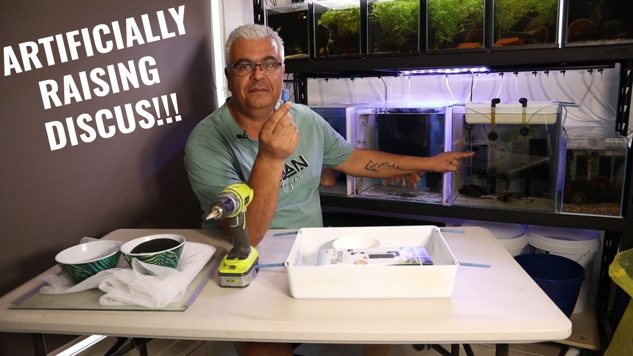 How to Artificially Raise Discus