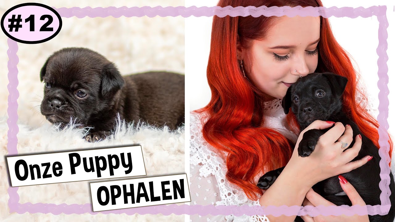 ONZE PUPPY OPHALEN !! 🐶 | MOPSHOND KRUISING / RETROMOPS PUPPY | VLOG #12