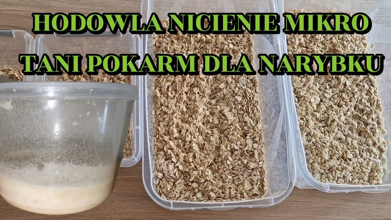 Nicienie mikro - tani pokarm dla narybku ryb akwariowych