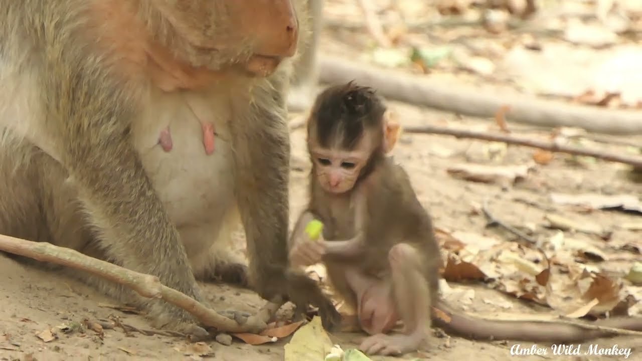baby lovely Monkey live with adorable mom in wild
