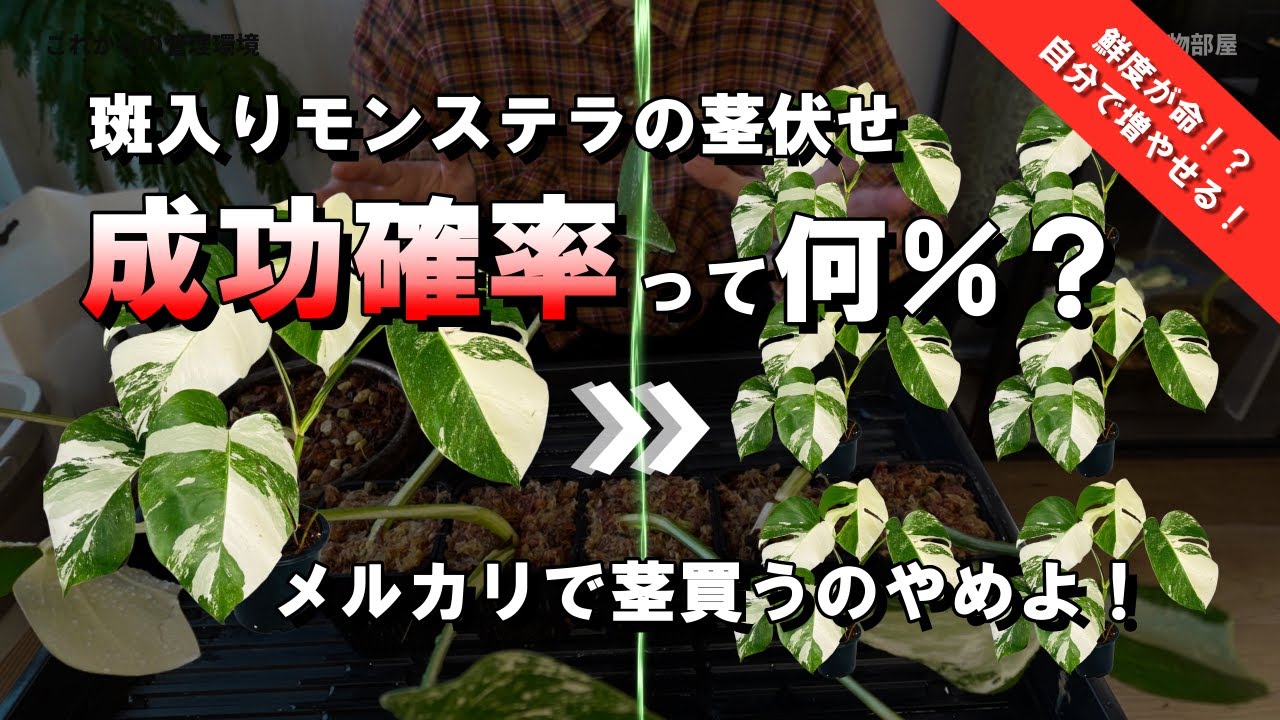 【茎伏せ】斑入りモンステラの茎伏せ成功確率を確かめる！簡単に増やせる？｜ホワイトタイガー