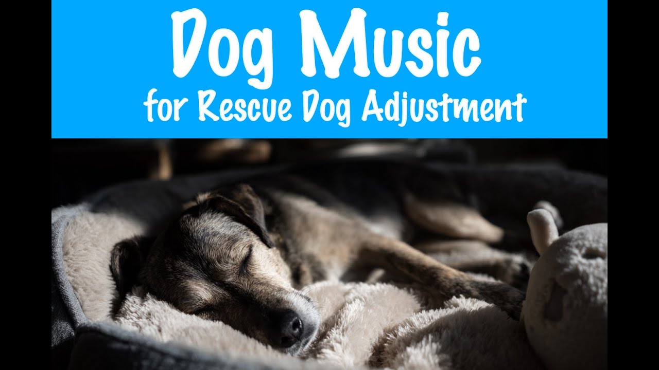 Calming Music for Rescue Dogs: Adjustment & Relaxation