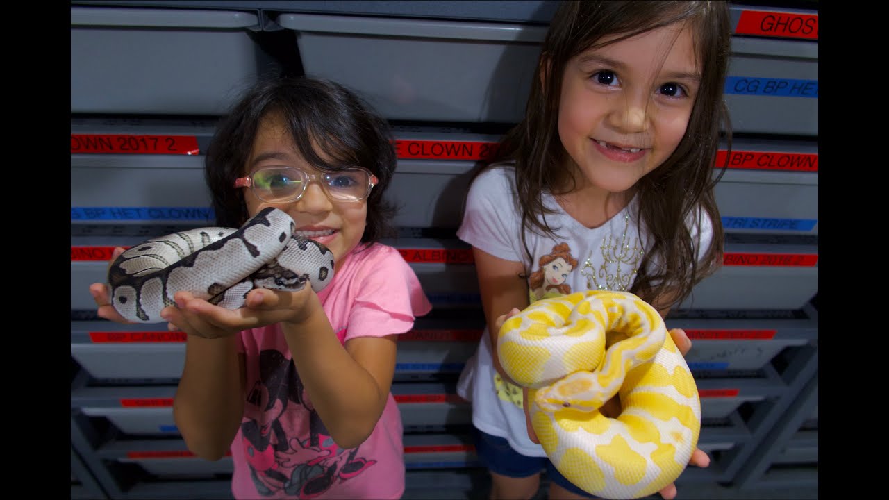 Showing Some Of Our Favorite Ball Python Morphs In The Collection!.