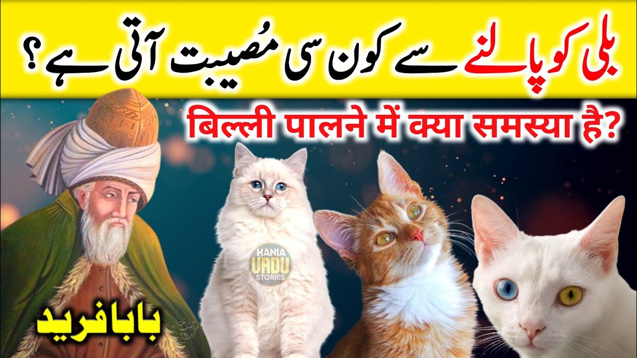 Billi Palne Se Konsi | Masebat Ati Hai | Ghar Par Billi Palna Kasa Hai | Hania Urdu Stories