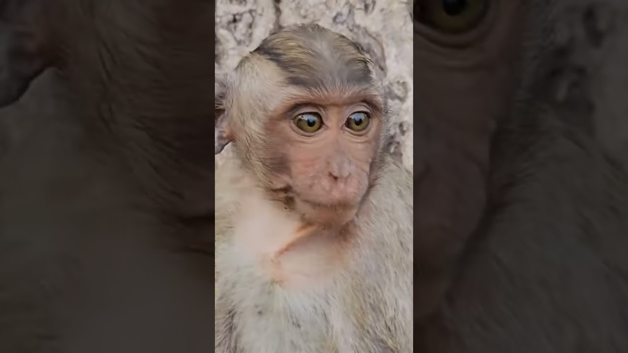 weaning big baby monkeys