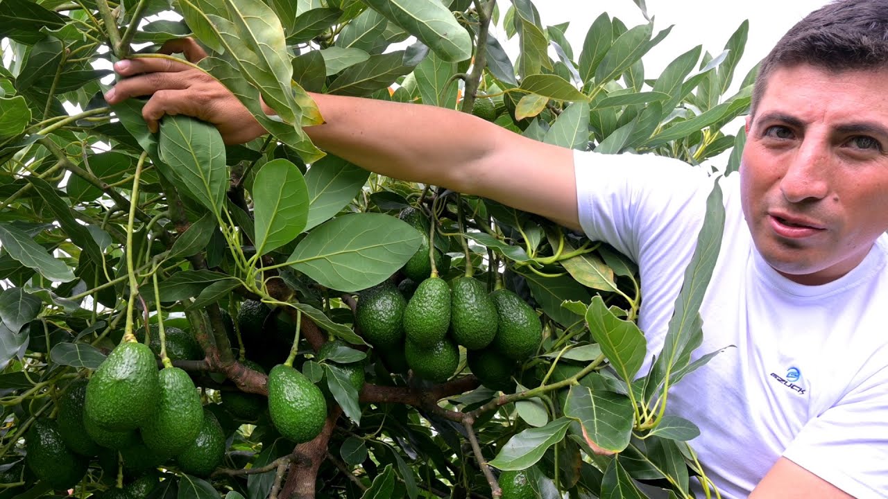 CASOS DE ÉXITO : PALTO CLONAL EN LA SIERRA PERUANA #palto #aguacate #agricultura #hass